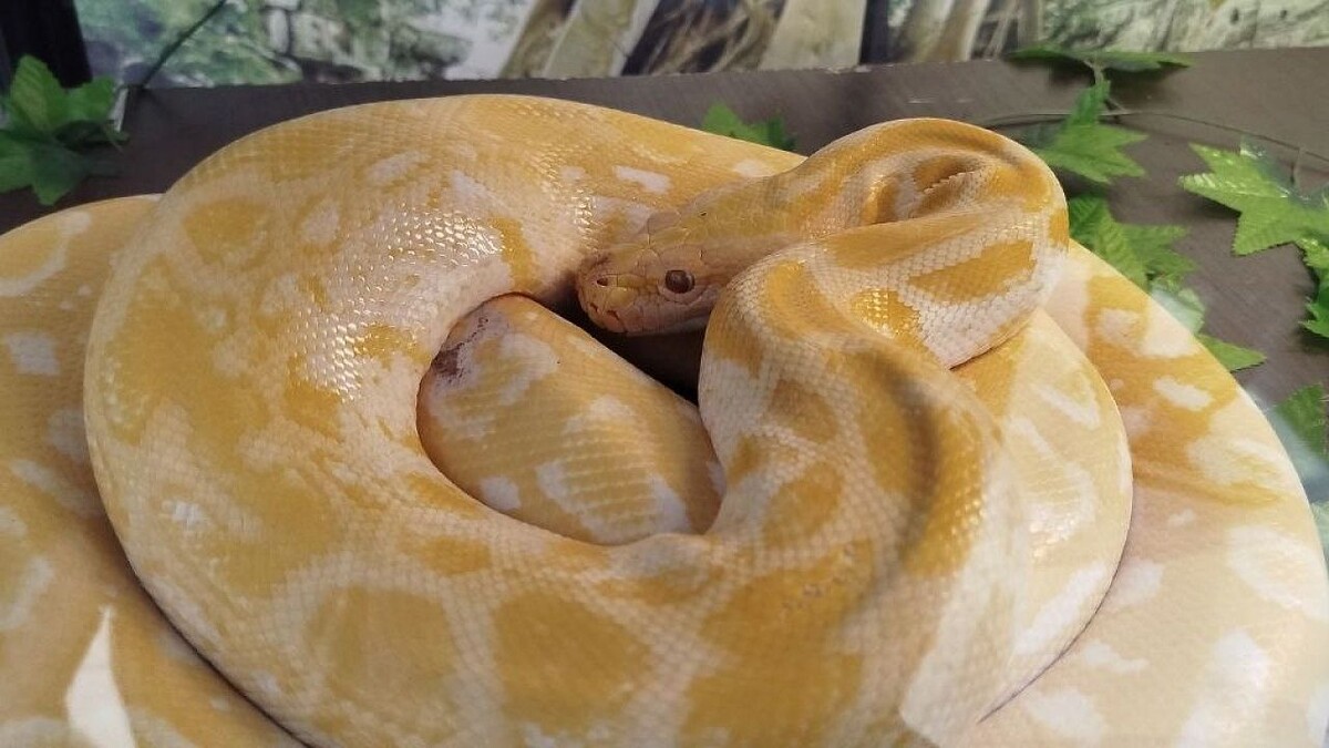    Фото: телеканал «Краснодар»