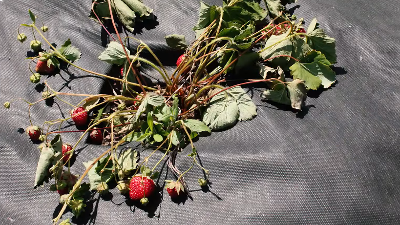 Так выглядела моя ремонтантная клубника при стандартном уходе — жалкое зрелище