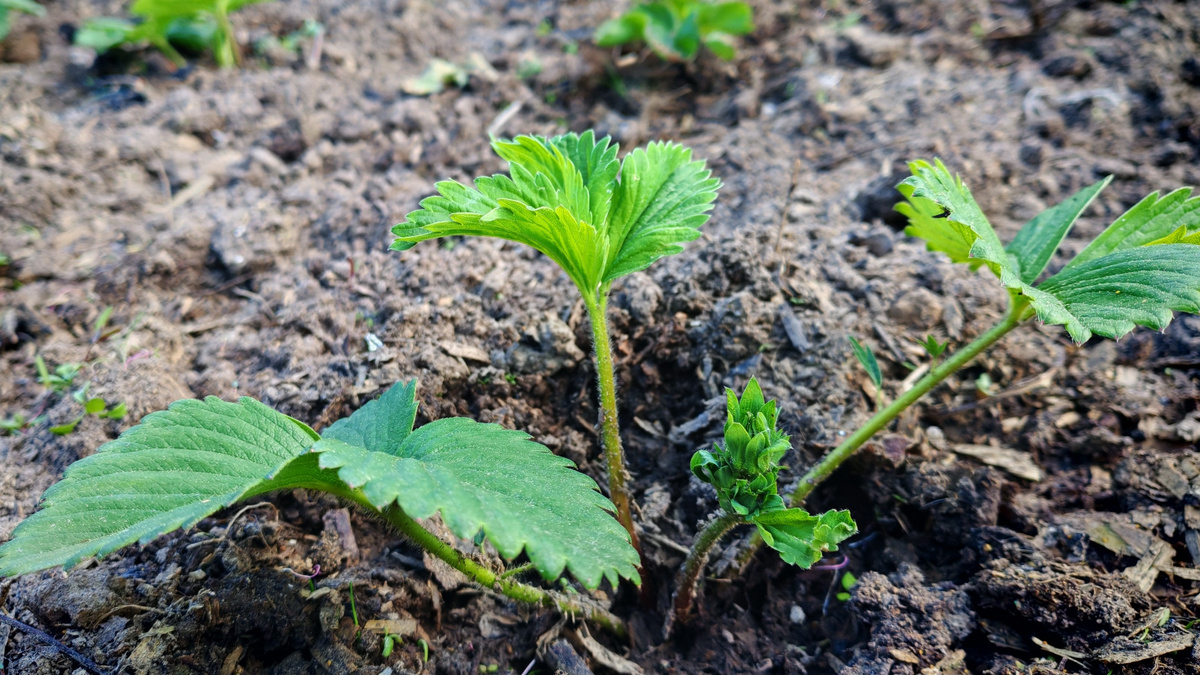 Высадка клубники