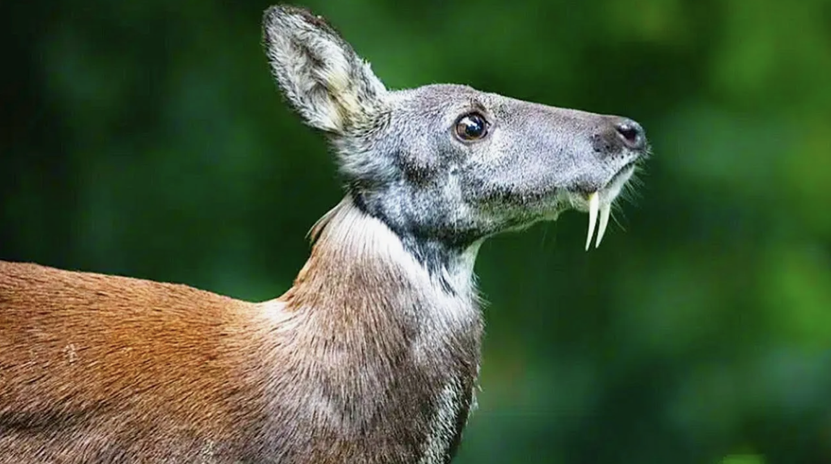 Олень кабарги / фото из Яндекс Картинки