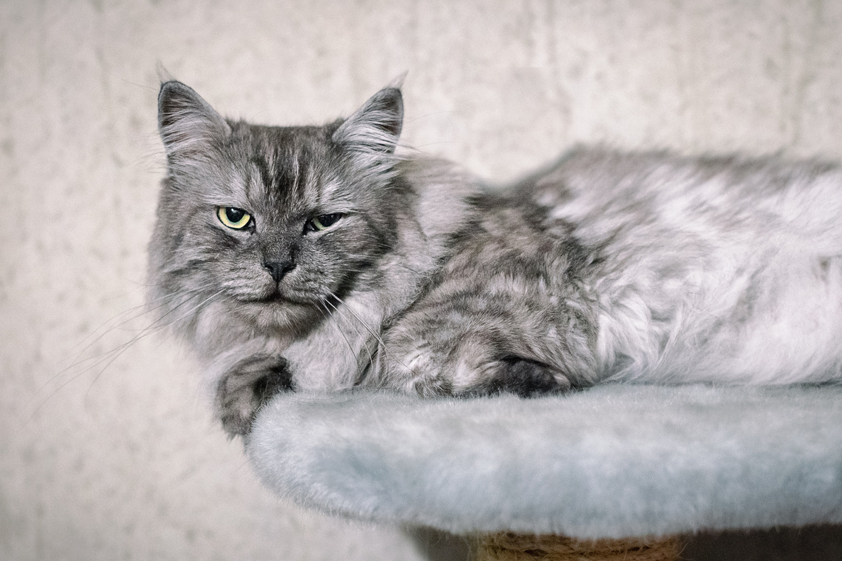 Лорд в поисках дома и напарника по играм
