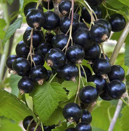 Крупноплодный сорт Андега