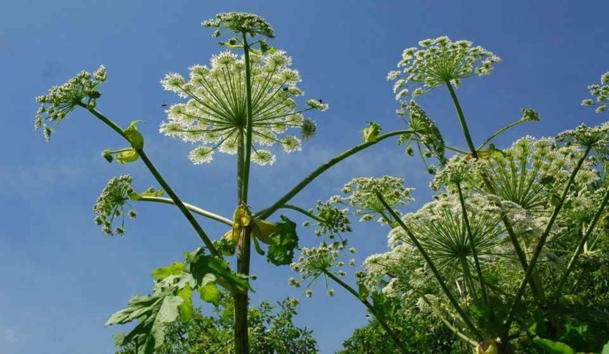     Борщевик. Источник: kp.ru Автор фото: Алексей Булатов