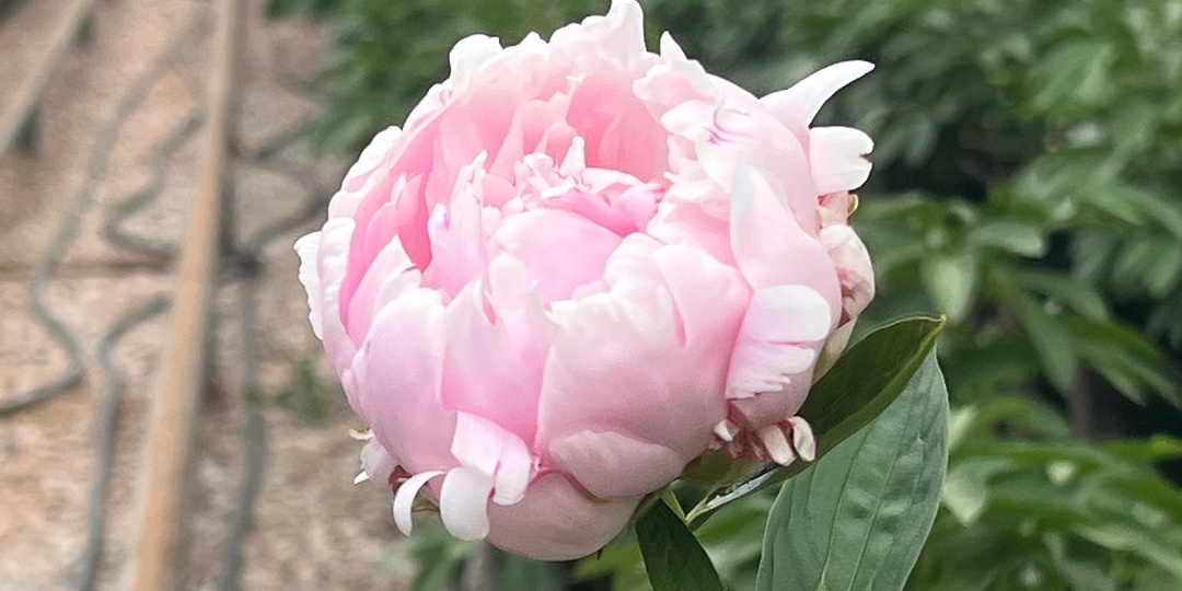 Пионы. Краткий гайд по выращиванию