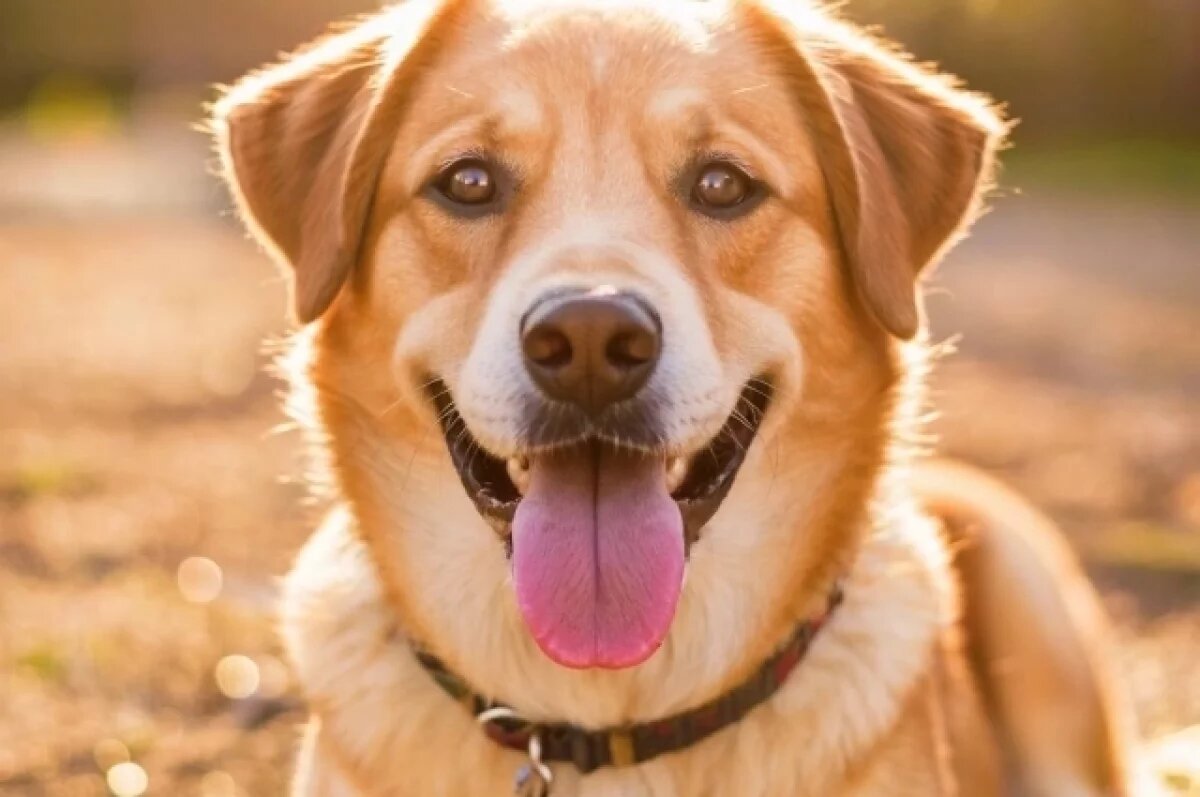    Эксперт Онуфриенко рассказала, как помочь собаке выжить в жару