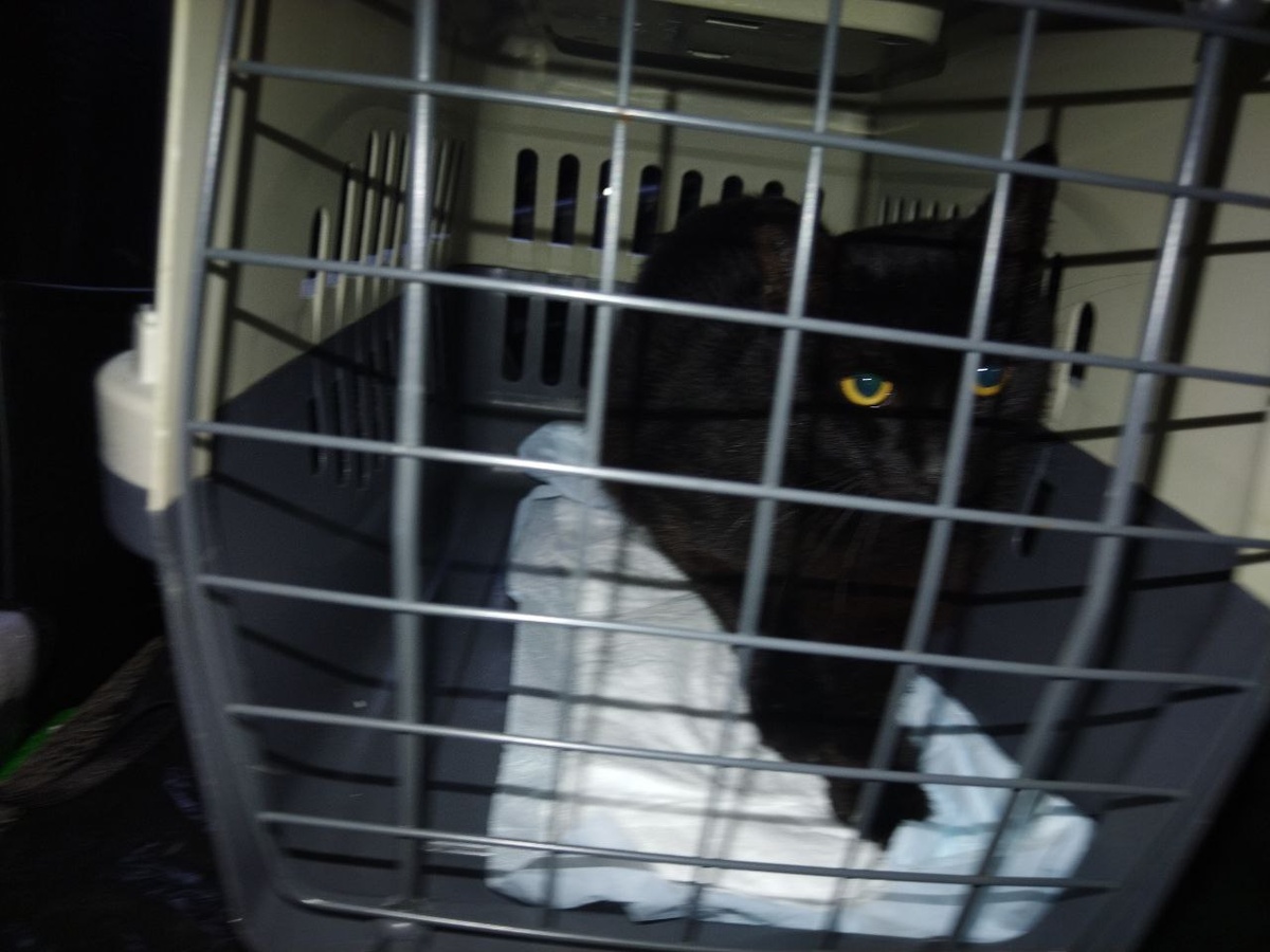 Красавец Варяг