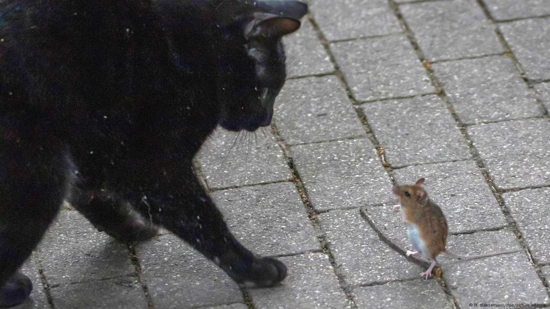 Кошки были незаменимы на кораблях - они ловили мышей и крыс и предотвращали распространение болезнейФото: H. Baesemann/dpa/picture alliance