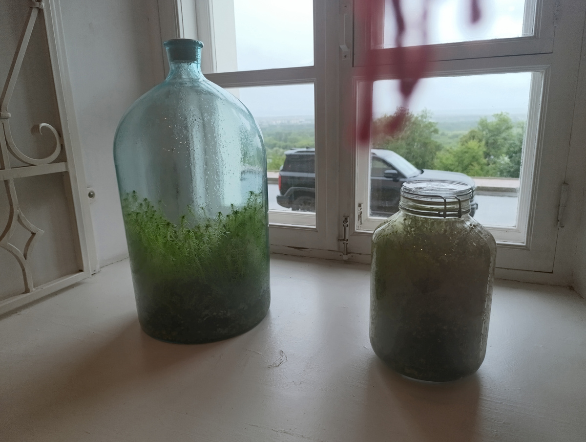 Прочитала в сети, что подобный "мир" может устроить себе любой человек, главное соблюсти инструкцию, когда "садишь" такие растения.