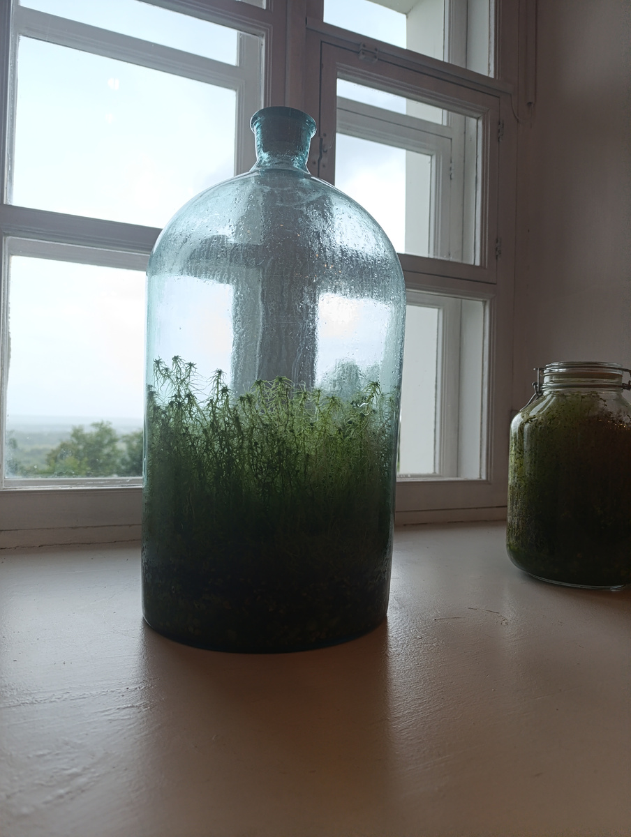 Джунгли в банке прямо таки завораживают, если честно.