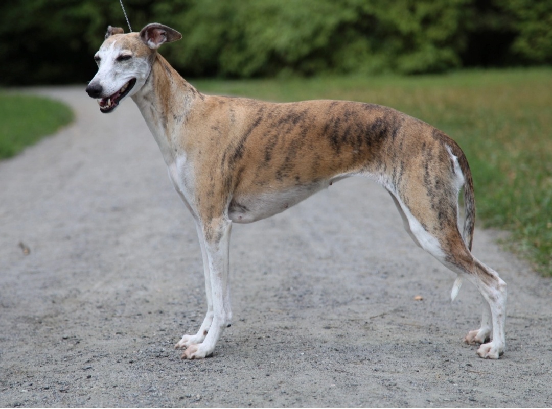 Уиппет (малая английская борзая) Vasuru Taffi's Grettel. Дома Греточка. Она же Лисица 😂