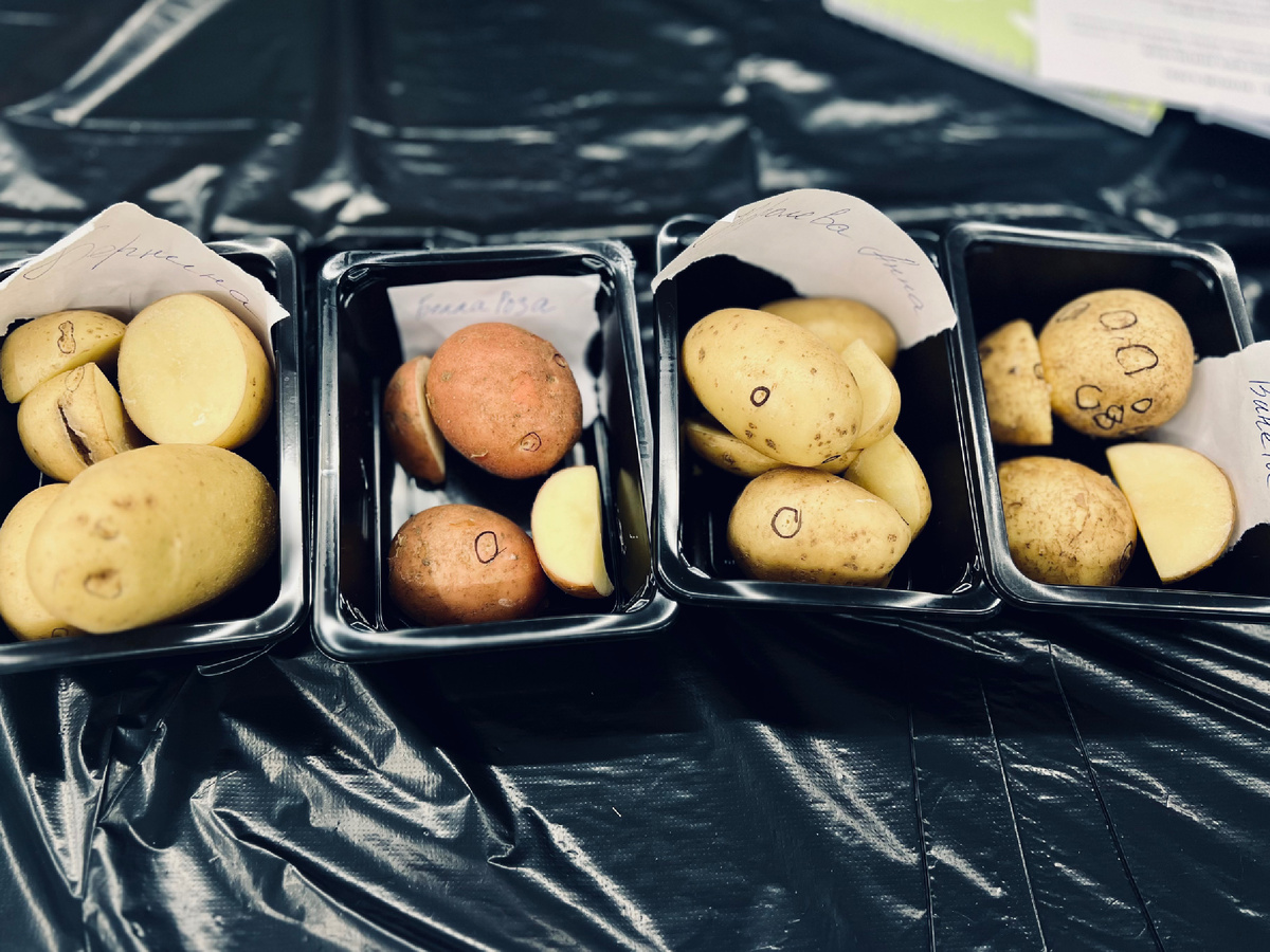 Сорты картошки