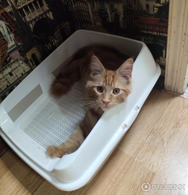 Наш выпускник Каспер (фото из нового дома)