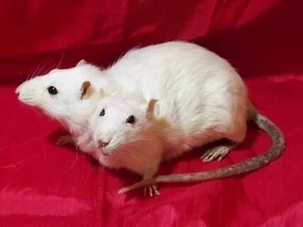 Фотографии взяты из открытых источников