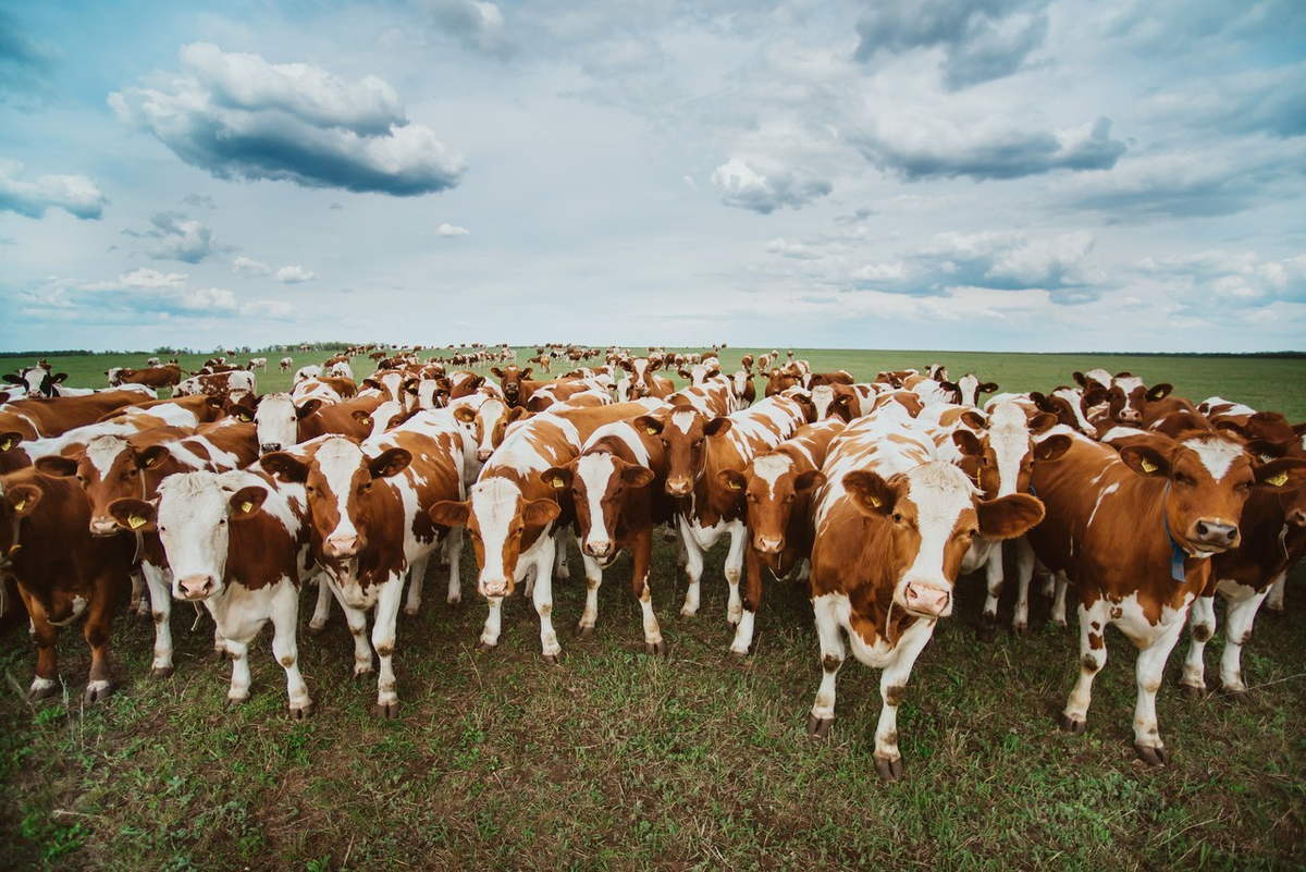 География скотоводства