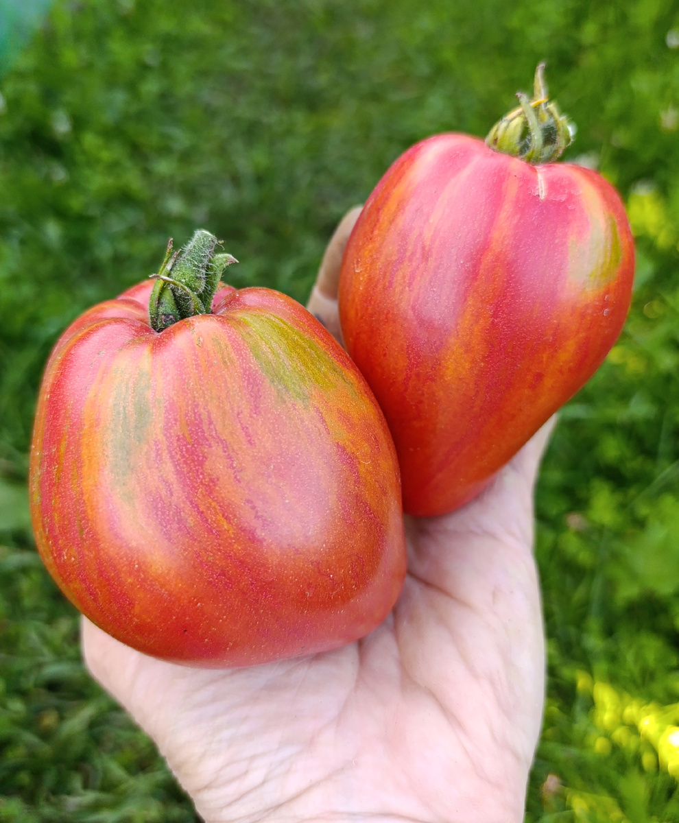 ВЗИ Дедушкино сердце