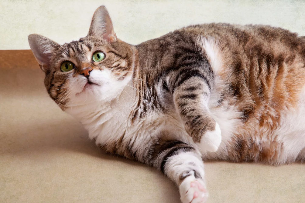 Снижайте вес постепенно и под контролем ветеринара
Оптимально — потеря 1–2% массы тела в неделю. Резкое ограничение пищи опасно и может привести к жировому гепатозу.