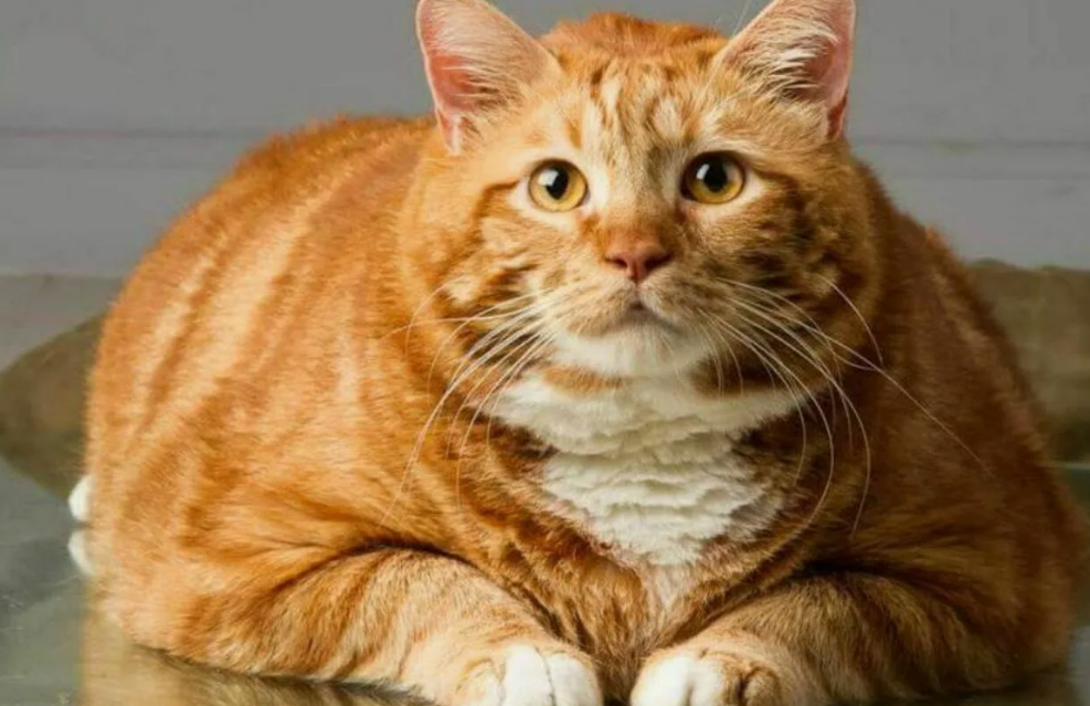 Перейдите на строгий режим питания
Отмеряйте порции по весу или мерному стаканчику, уберите постоянный доступ к корму и кормите 2–4 раза в день. Лакомства — не более 10% от суточной калорийности.