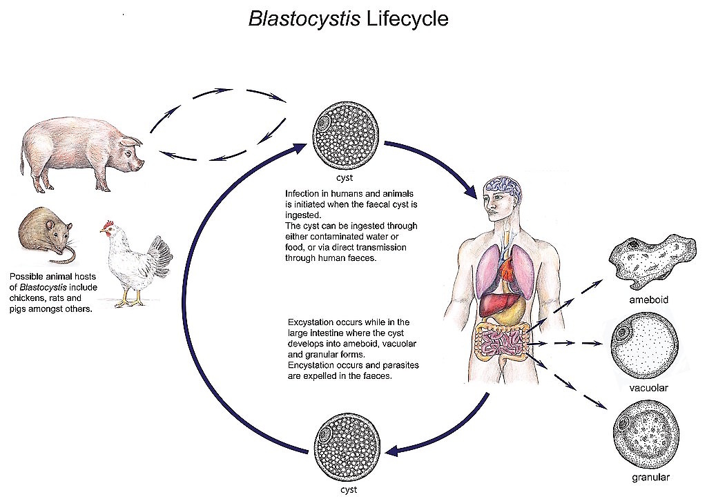 Жизненный цикл - паразитирующий в просвете толстого кишечника человека и других млекопитающих