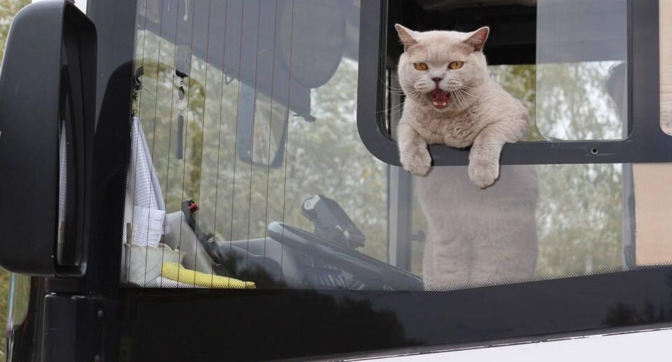    АО Мострансавто