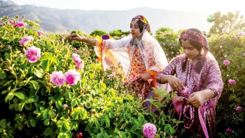 Роза Мухаммади — один из важнейших сельскохозяйственных и лекарственных продуктов Ирана, известный во всем мире своим приятным ароматом и многочисленными полезными свойствами.