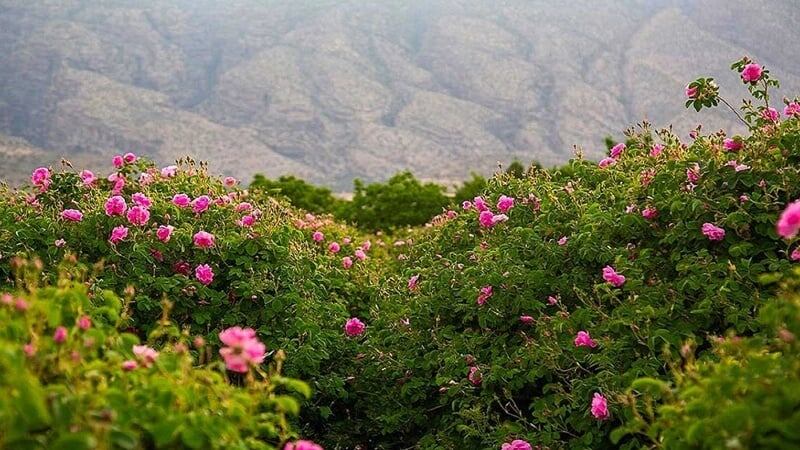 Иран: мировой центр производства розы Мухаммади и розовой воды с долей рынка 40%