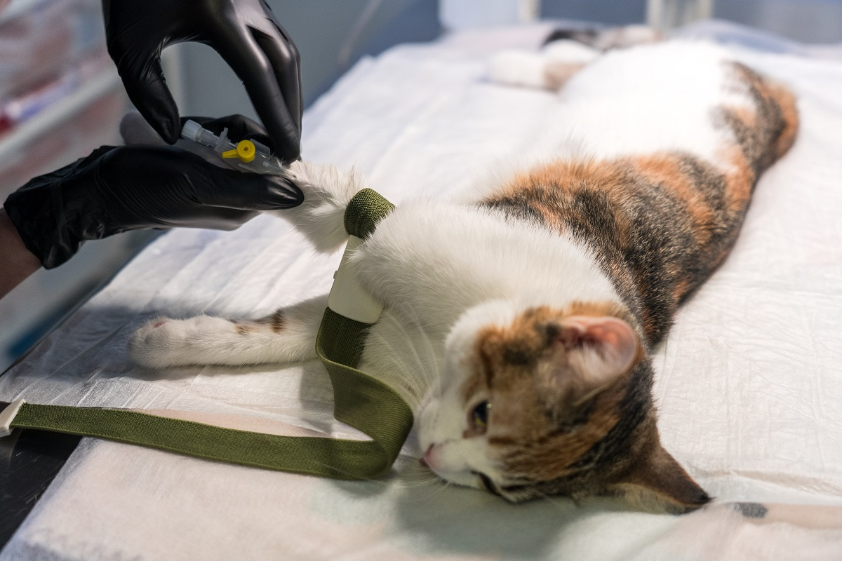 Фото: Александр Плонский / «ВиЖ»