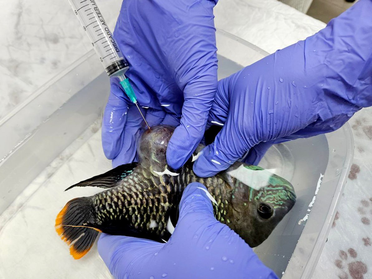 Фото: ГБУ «Мосветобъединение»