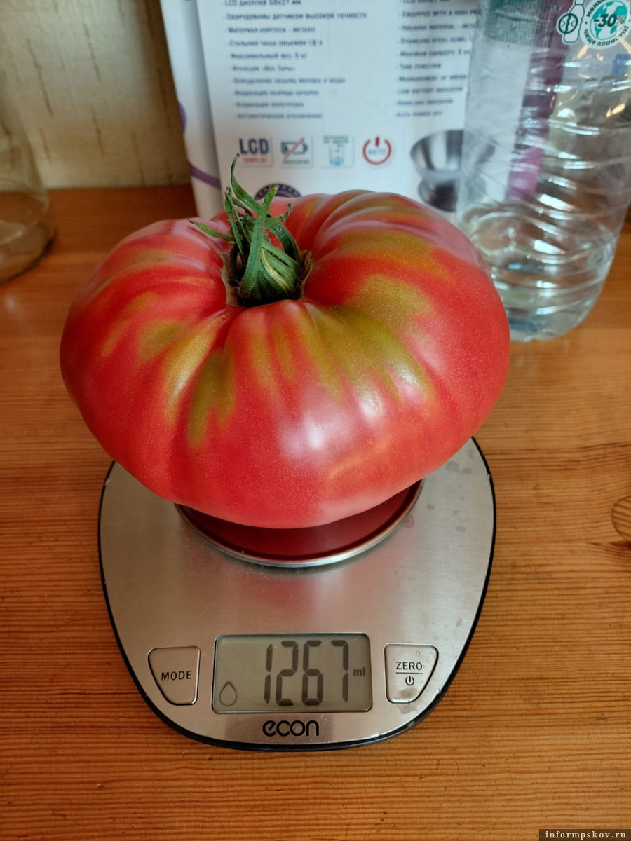 Фото: Елена Соболева / газета «Новосокольнический край»