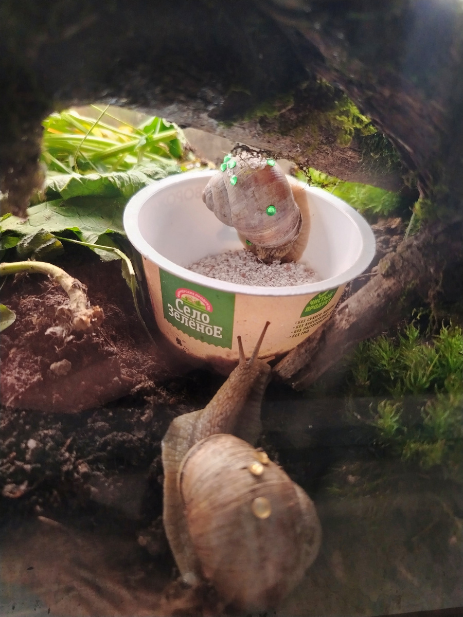 Виноградные улитки