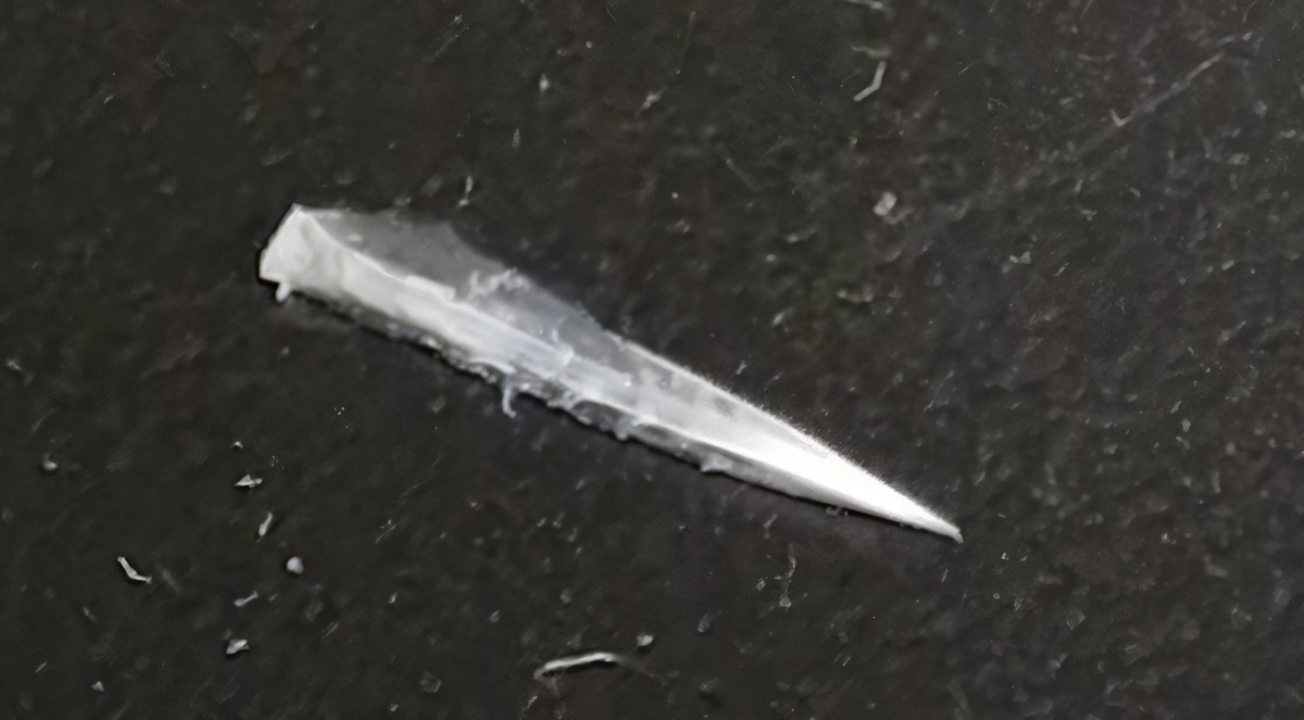 Стрела Амура лесной улитки Cepaea nemoralis (Linnaeus, 1758). 