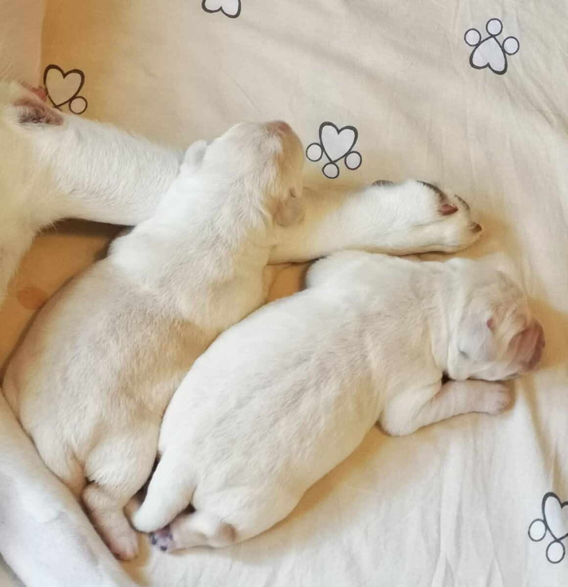 Щенки лабрадора в питомнике ВАЛНЕРИЗ