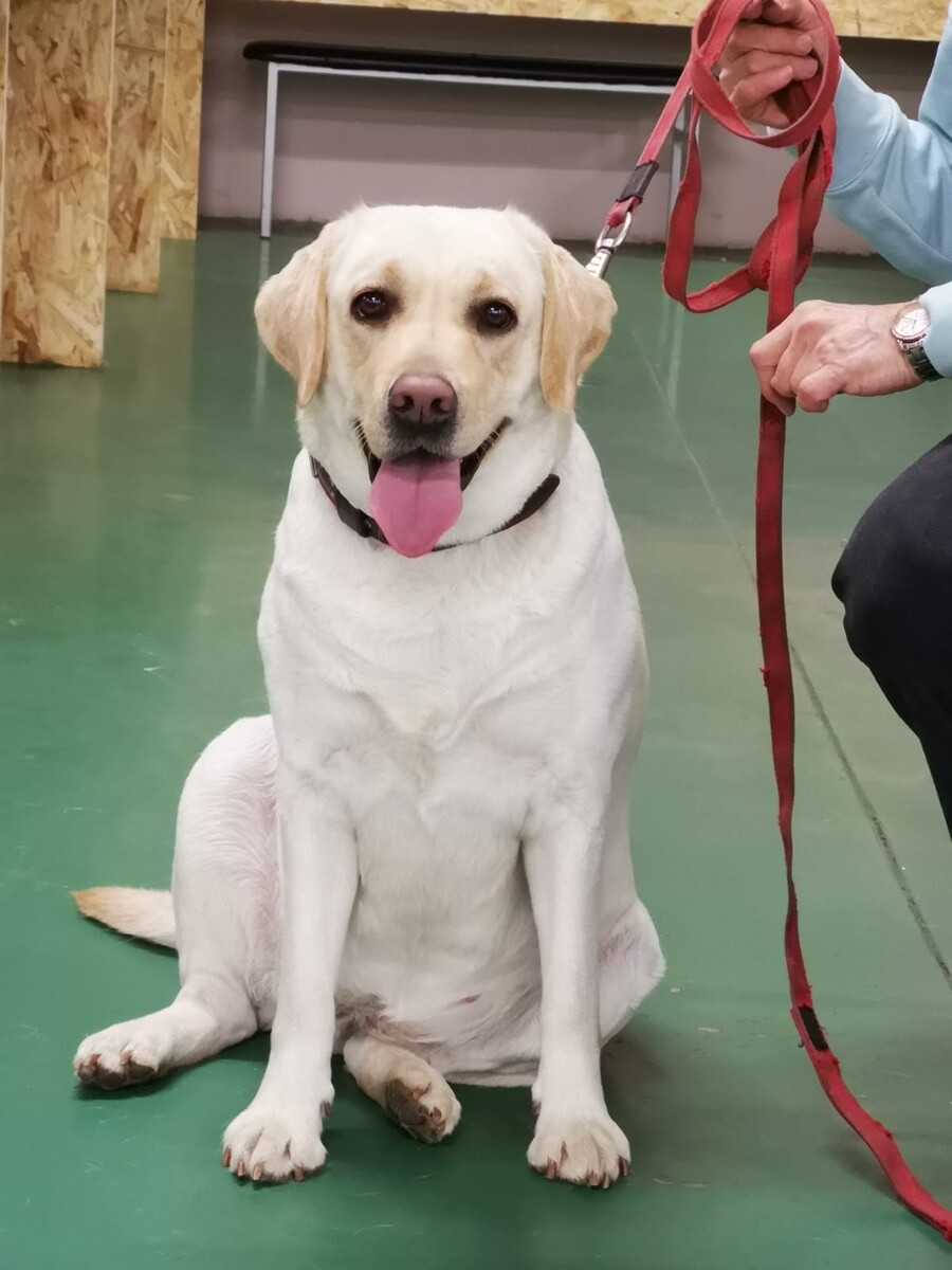 Валнериз Презент Пёфект