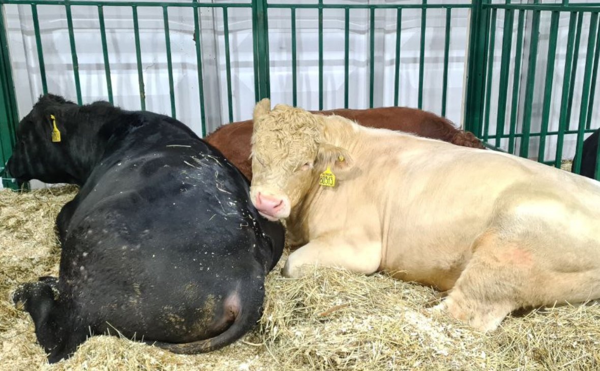 Фото: РБК Черноземье