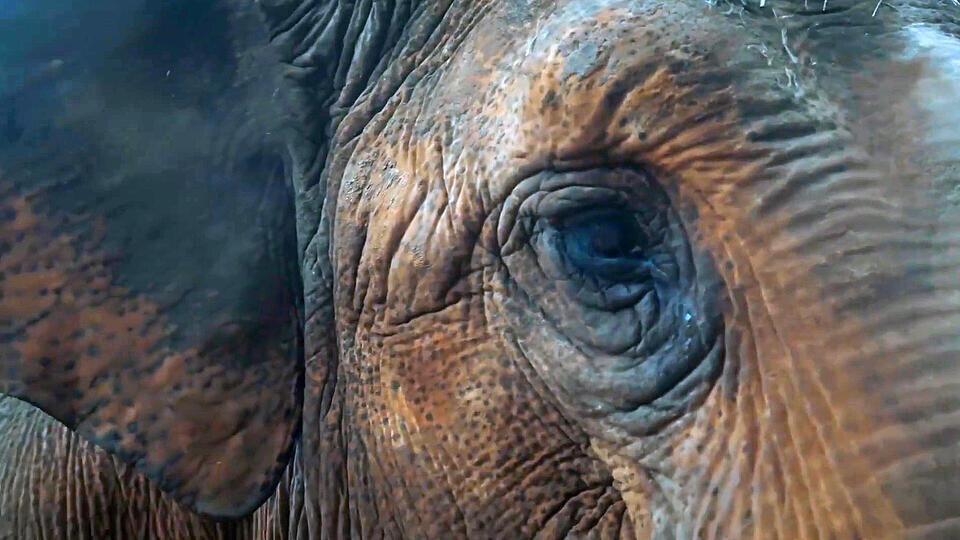 Фото: © Кадр из программы "Невероятно интересные истории", РЕН ТВ