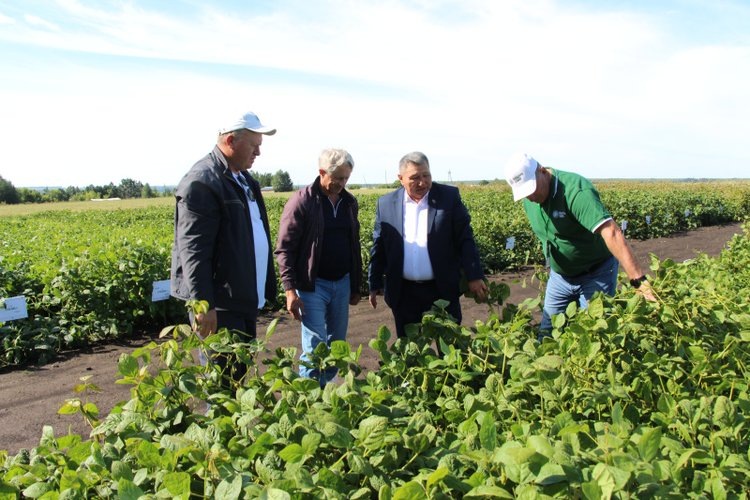    На Дне сибирской сои в Алтайском крае работает масштабный соевый полигон