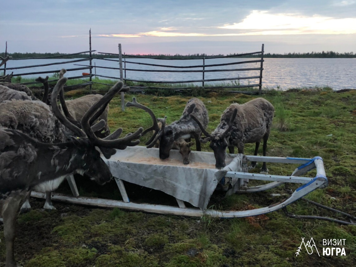 Фото: Этнотуризм, стойбище Русскиных