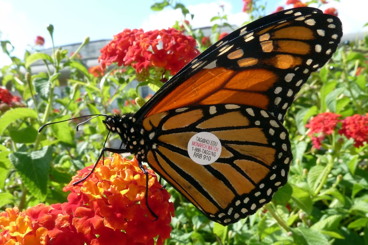 Один из самых, наверное, известных примеров впечатляющей миграции – Данаида монарх (Danaus plexippus). Бабочки этого вида, подобно птицам, «улетают зимовать» в южном направлении, преодолевая при этом аж по три тысячи километров и больше. На фото вы можете заметить «наклейку» на крыле монарха – это специальная «метка», по которой учёные Канзасского университета отслеживают перемещение бабочек. Фото Katja Schulz, 2012 г. 