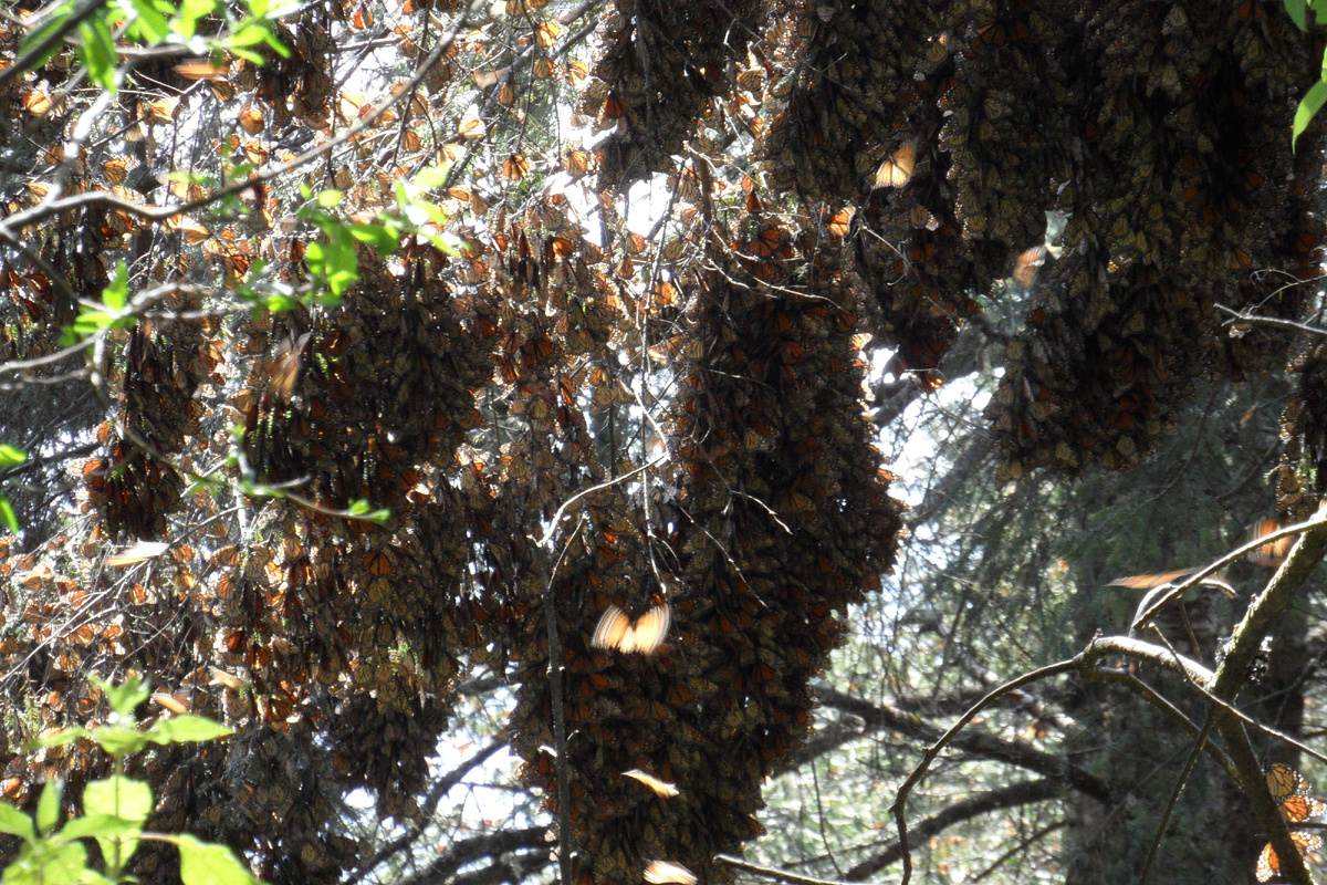 А эти «наросты» на ветвях дерева – скопления бабочек-монархов, находящихся в «спячке». У насекомых это состояние называется диапаузой. Процессы старения замедляются, как и метаболизм, что помогает взрослым особям пережить неблагоприятное зимнее время. Проснувшись, они воспроизводят потомство. Фото Giovanirvp, 2011 г. 
