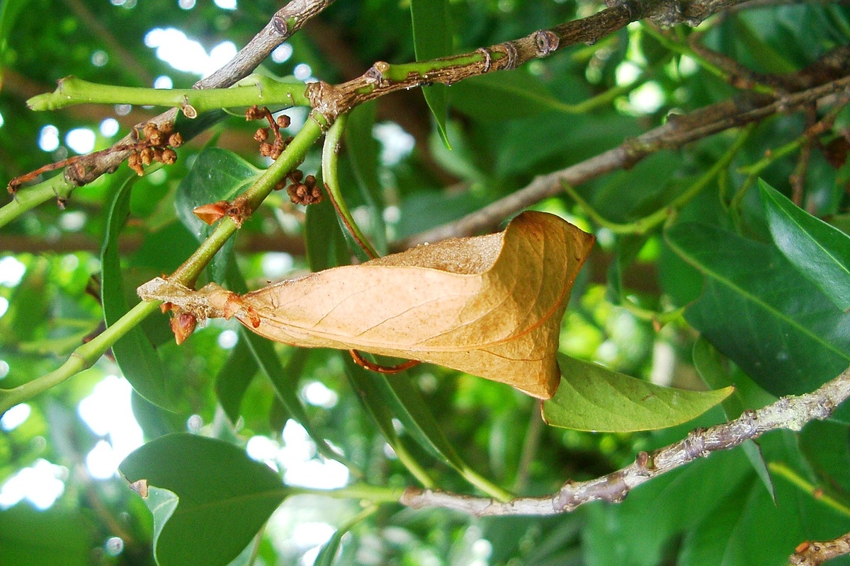 Кокон Павлиноглазки атлас (Attacus atlas) в ботаническом саду Университета Берна. Фото Max Burger, 2008 г. 