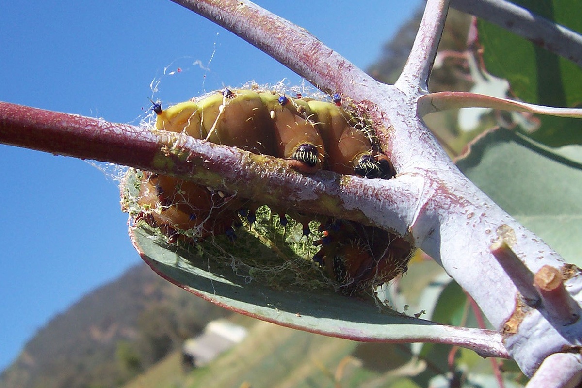 Гусеница Павлиноглазки Opodiphthera eucalypti формирует кокон. Фото Fir0002, 2005 г. 