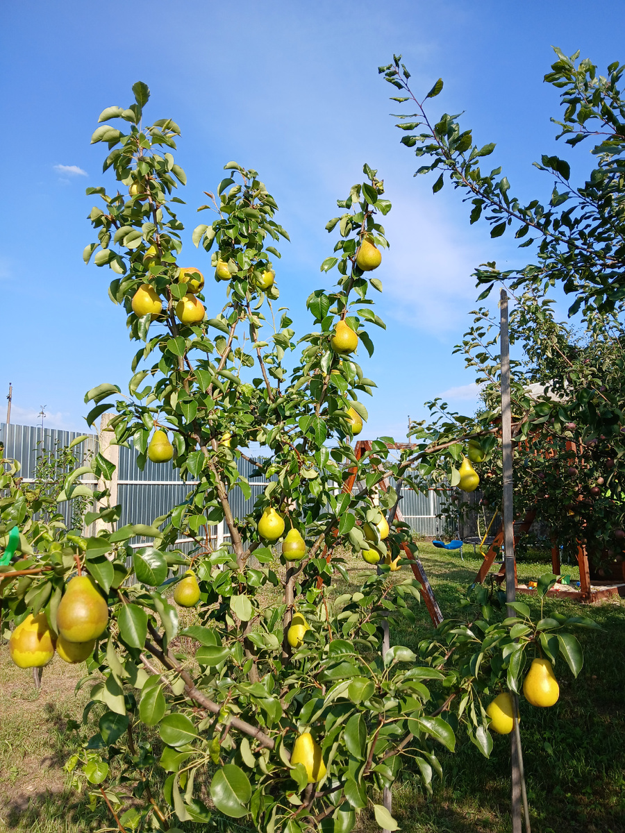 Груша-первогодок - новинка нашего сада. Начало августа 2025г. Фото автора как и все другие