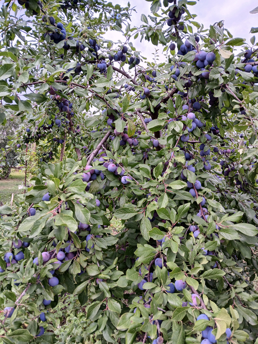 Слива. Август 2025г.