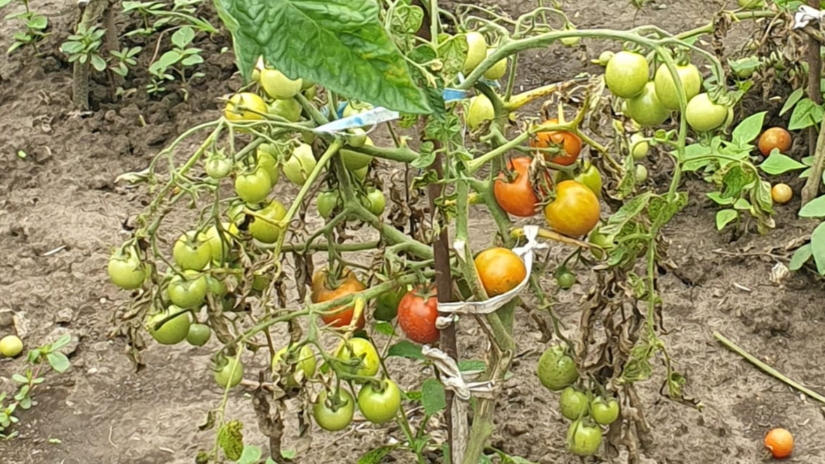 Результат трех лет мучений с дорогими гибридами - потраченные деньги и нервы