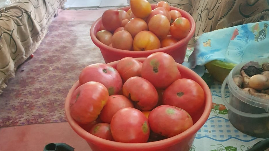 Вернулся к урожайным сортам времен СССР после 3 неудачных сезонов. Теперь консервирую банки до октября