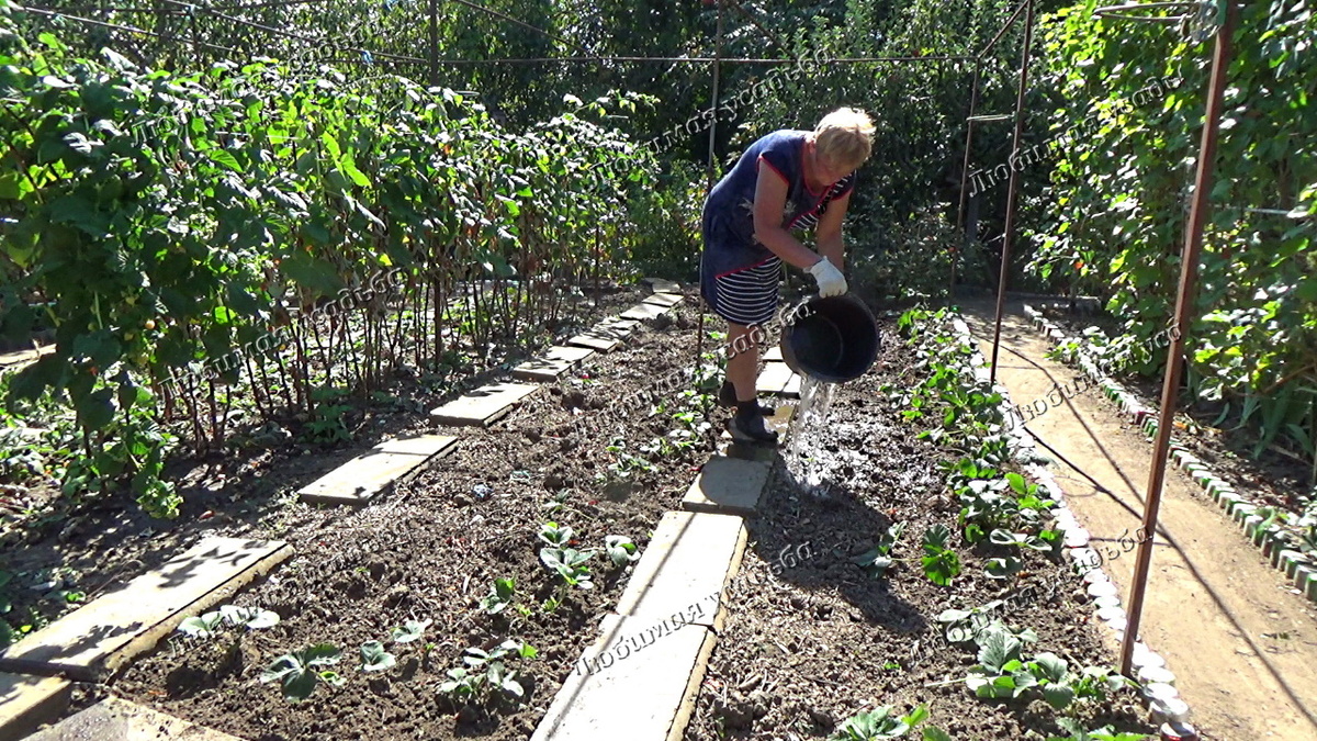 Строительные стяжки( ранее применялись для облицовки цоколя в частных домах) в качестве дорожек-бордюров между грядками