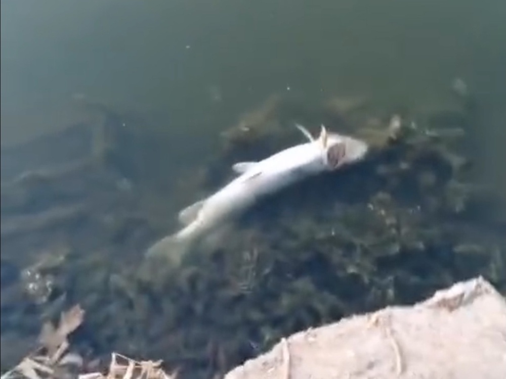    В водоеме Оренбургской области массово погибла рыба – карась и щука