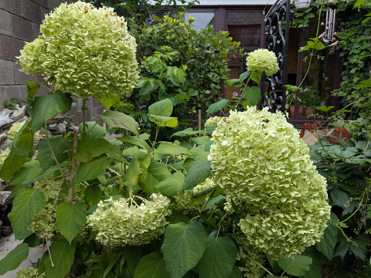 Сейчас гортензия Аннабель выглядит вот так