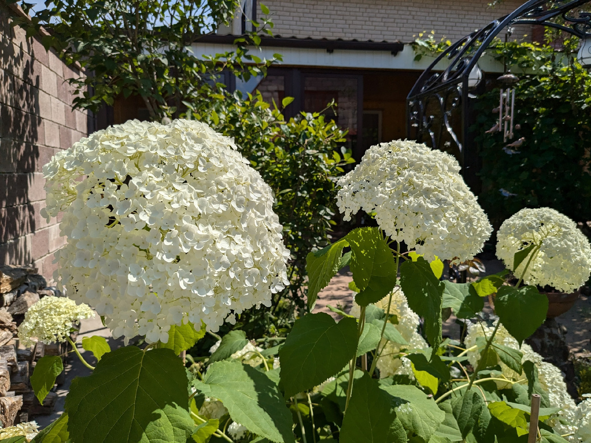 Гортензия Аннабель в июле