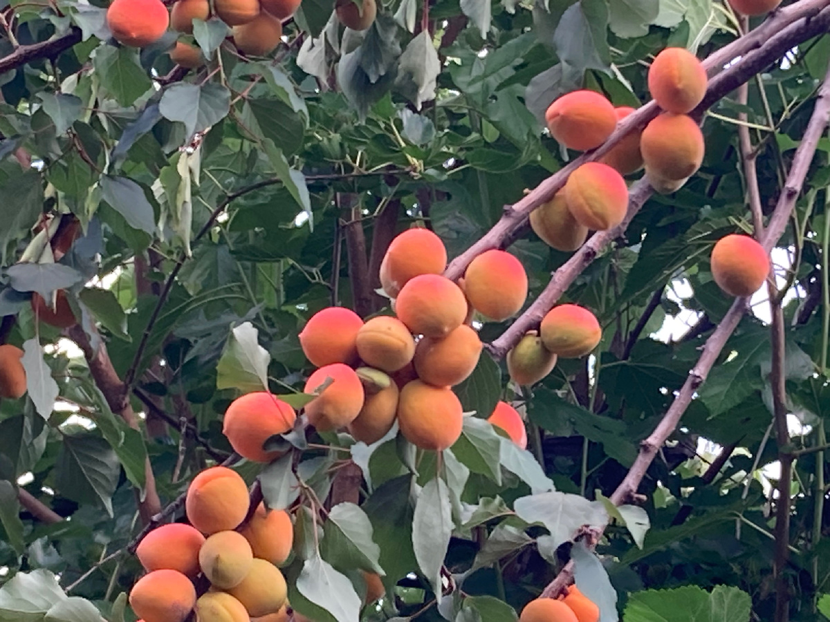 Абрикос Лель, ветки усыпаны плодами, август 2025