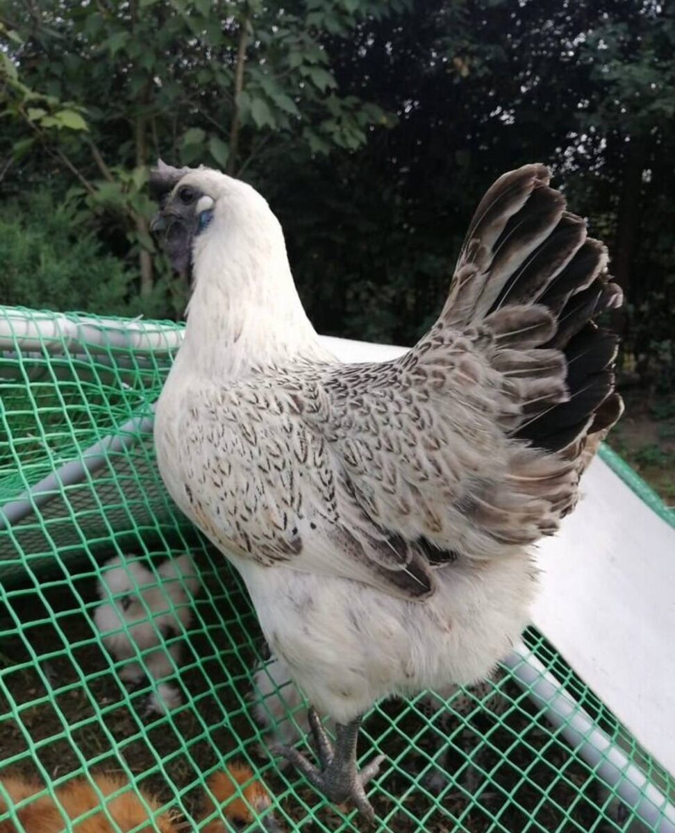 Фото из открытых источников